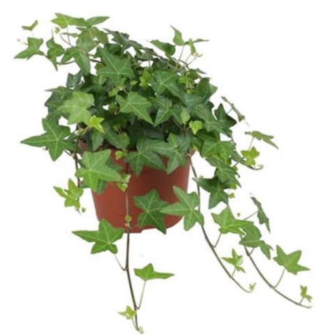 Хедера Wonder Hang 13\30