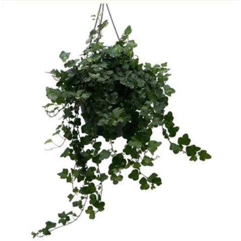 Хедера Wonder Hang 19\50