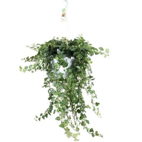 Хедера Wonder Hang 24\100