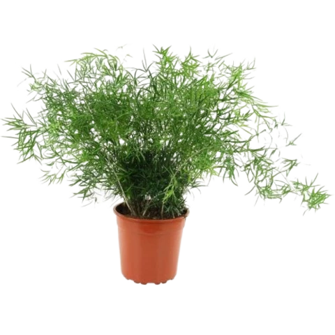 Аспарагус Sprengeri 12\35