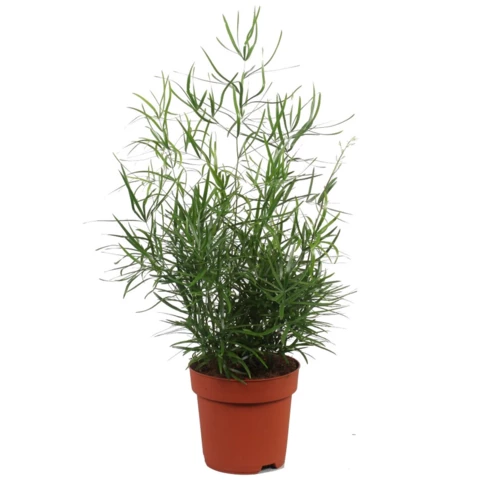 Аспарагус Falcatus 12\35