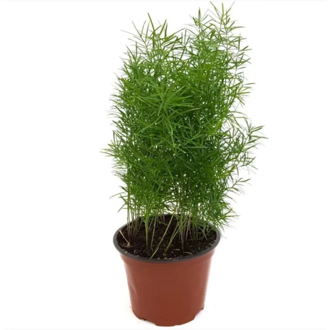 Аспарагус Falcatus 15\45