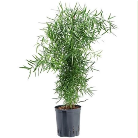 Аспарагус Falcatus 18\90