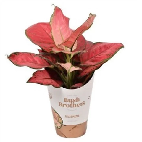 Аглаонема Сан старс 12\35