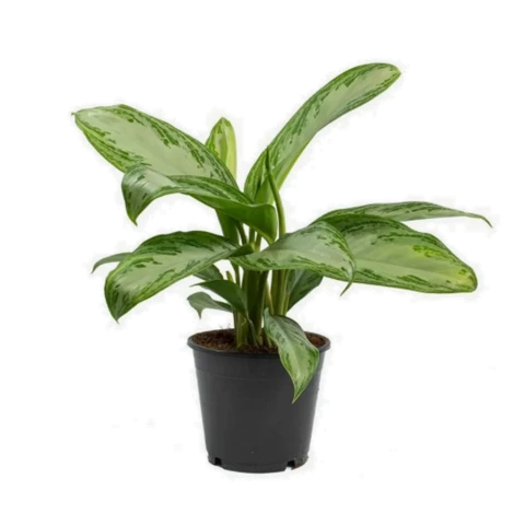 Аглаонема Сильвер Бэй 12\30
