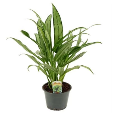 Аглаонема Cutlass 12\40