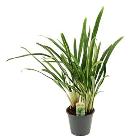 Аглаонема Osaka 12\45