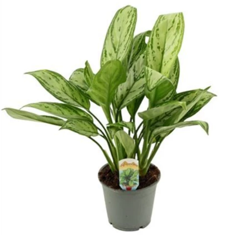 Аглаонема Maria Christin 12\35