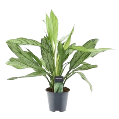 Аглаонема Silver Queen 14\45