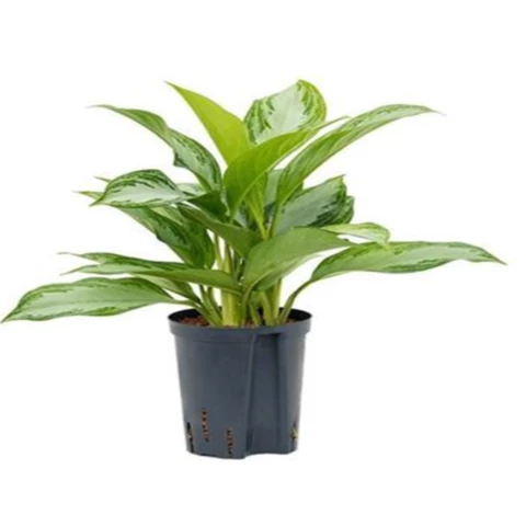 Аглаонема Сильвер Бэй 15\40