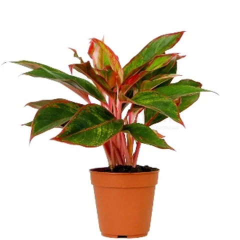 Аглаонема Крете 15\45