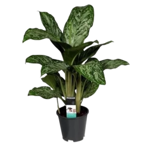 Аглаонема Greenlight 17\60