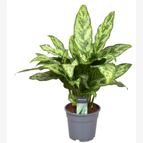 Аглаонема Romeo 17\55