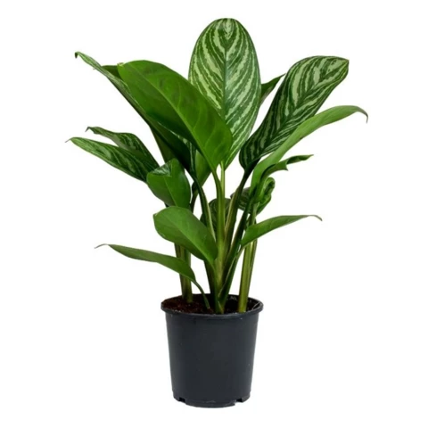 Аглаонема Страйпс 17\55