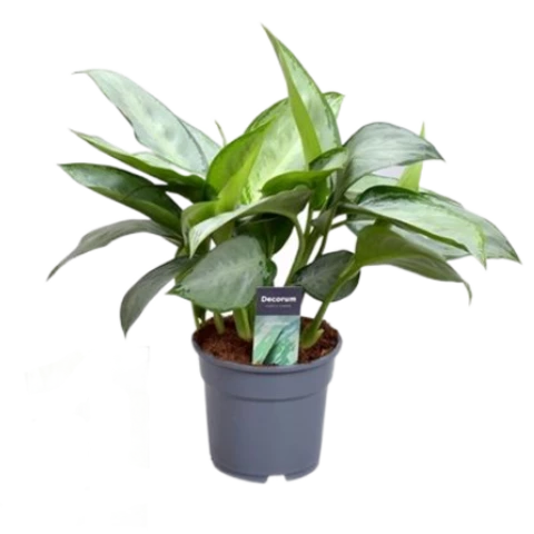 Аглаонема Silverado 17\65