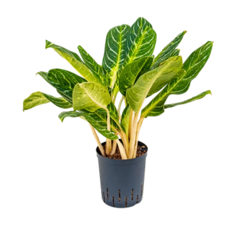 Аглаонема Keylime 17\70