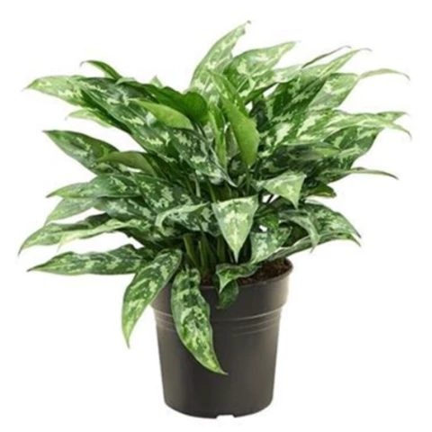 Аглаонема Maria 21\55