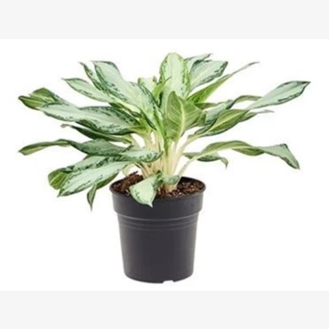 Аглаонема Golden Bay 21\50