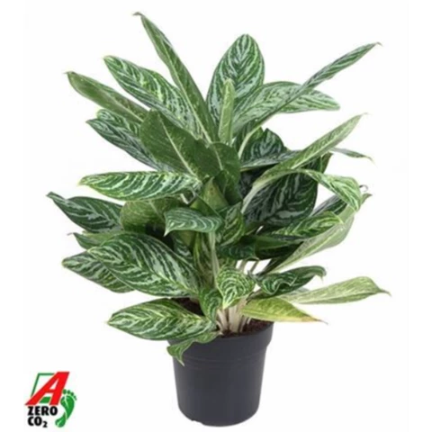 Аглаонема Golden Madonna 24\60