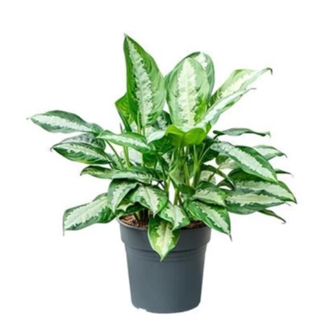 Аглаонема Pattaya Beauty 24\55