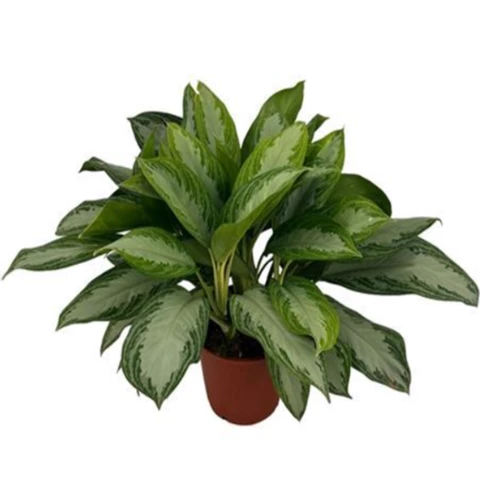 Аглаонема Silver Bay 24\60