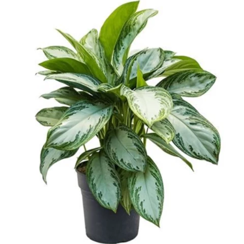Аглаонема Silver Bay 24\65