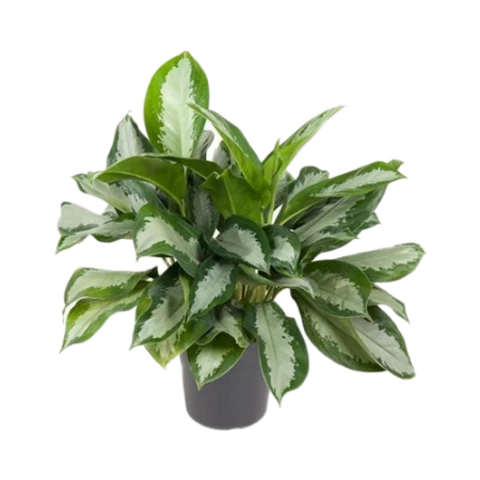 Аглаонема Silver Moon 24\60