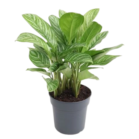 Аглаонема Stripes 24\60