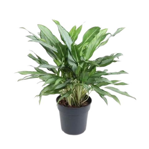 Аглаонема White Lance 24\60