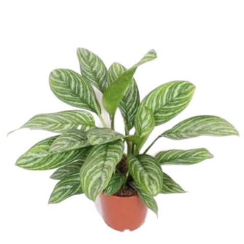 Аглаонема Stripes 24\70