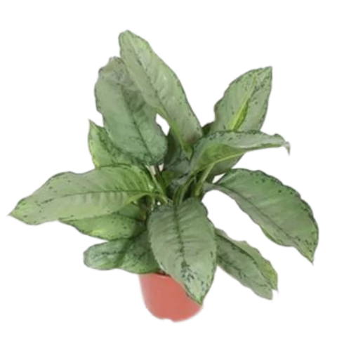 Аглаонема Freedman 24\60