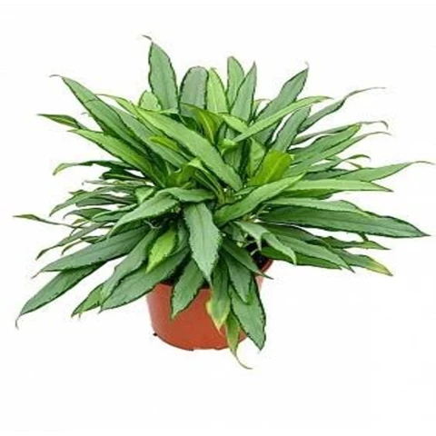 Аглаонема Вайт ленс 24\55