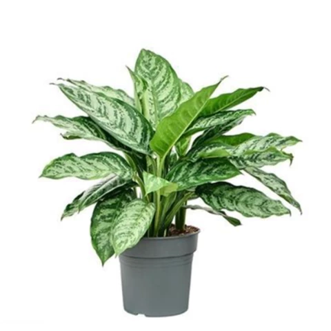 Аглаонема Chantal 27\70