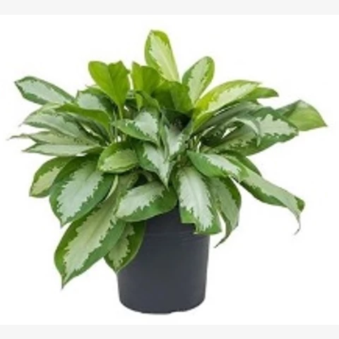 Аглаонема Silver Moon 27\50