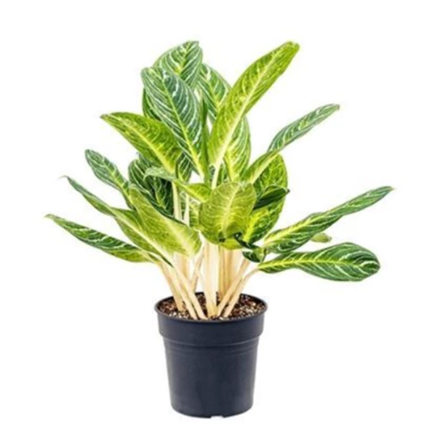 Аглаонема Cutlass 27\90