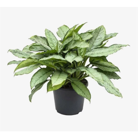 Аглаонема Freedman 34\56