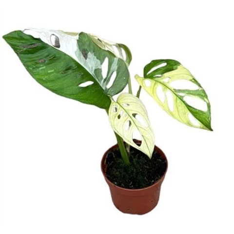 Монстера Adansonii Variegata 12\30
