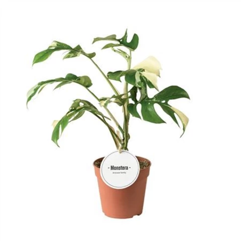 Монстера Tetrasperma Variega 12\30