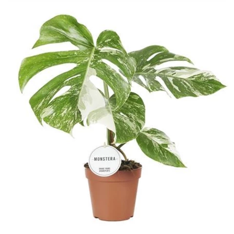 Монстера Deliciosa Variegata 15\50