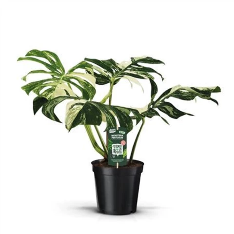 Монстера Pertusum Variegata 19\50