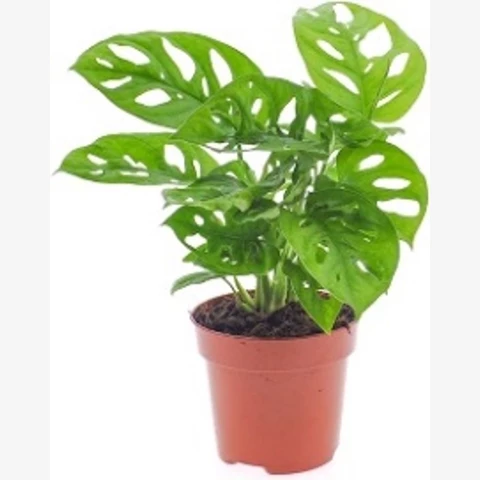 Монстера Obliqua Monkey 12\30