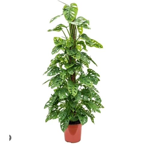 Монстера Adansonii на штамбе 21\100