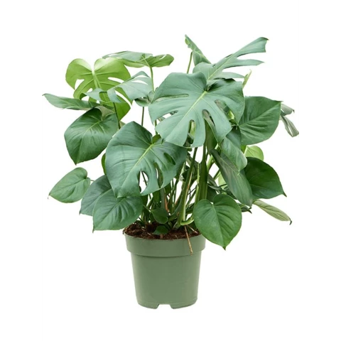 Монстера Деликатесная 15\45