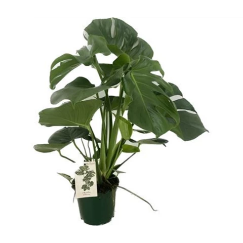 Монстера Деликатесная 19\70