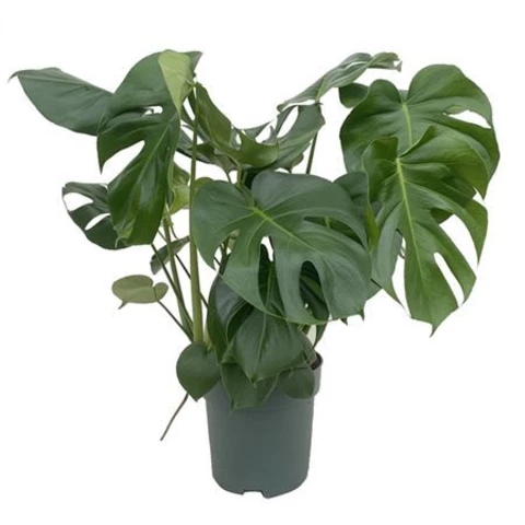 Монстера Деликатесная 24\80