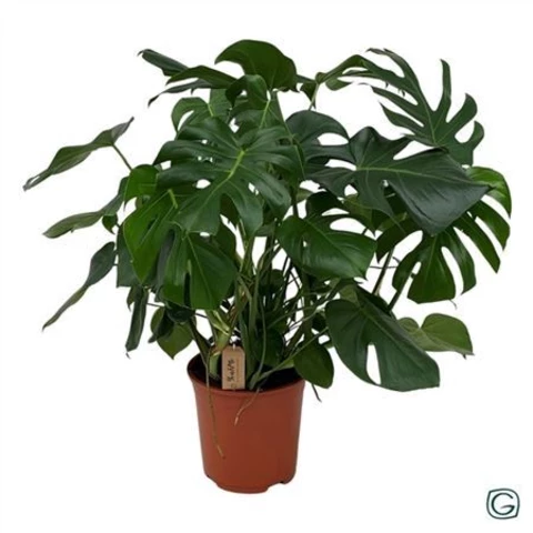 Монстера Деликатесная 27\90