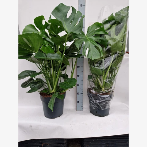 Монстера Деликатесная 27\100