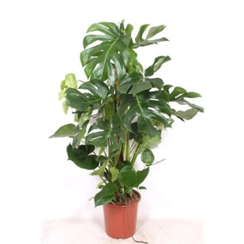 Монстера Деликатесная 27\130