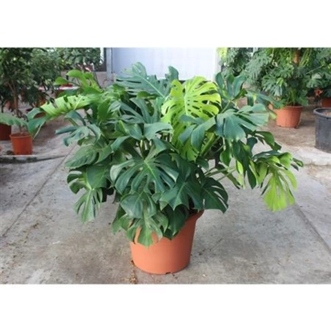 Монстера Деликатесная 55\130