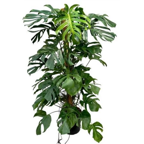 Монстера Деликатесная на штамбе 32\180